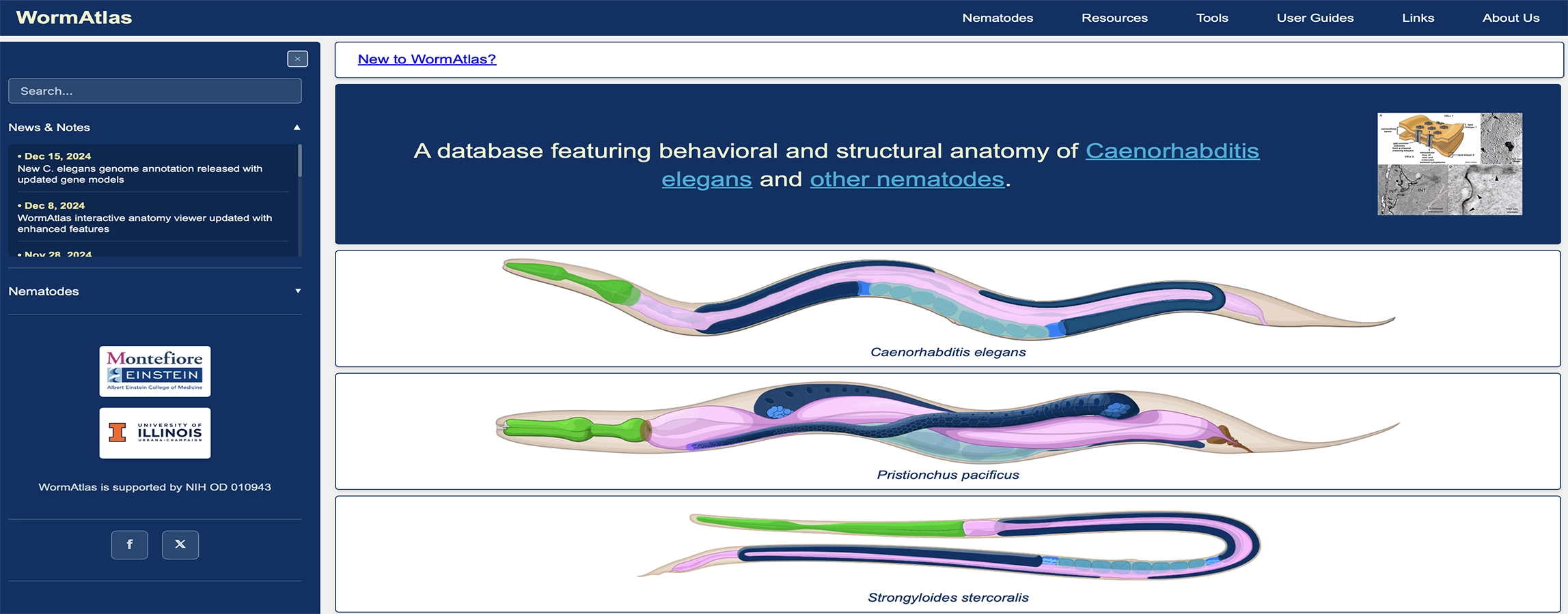 WormAtlas platform showing anatomical illustrations of C. elegans and other nematodes