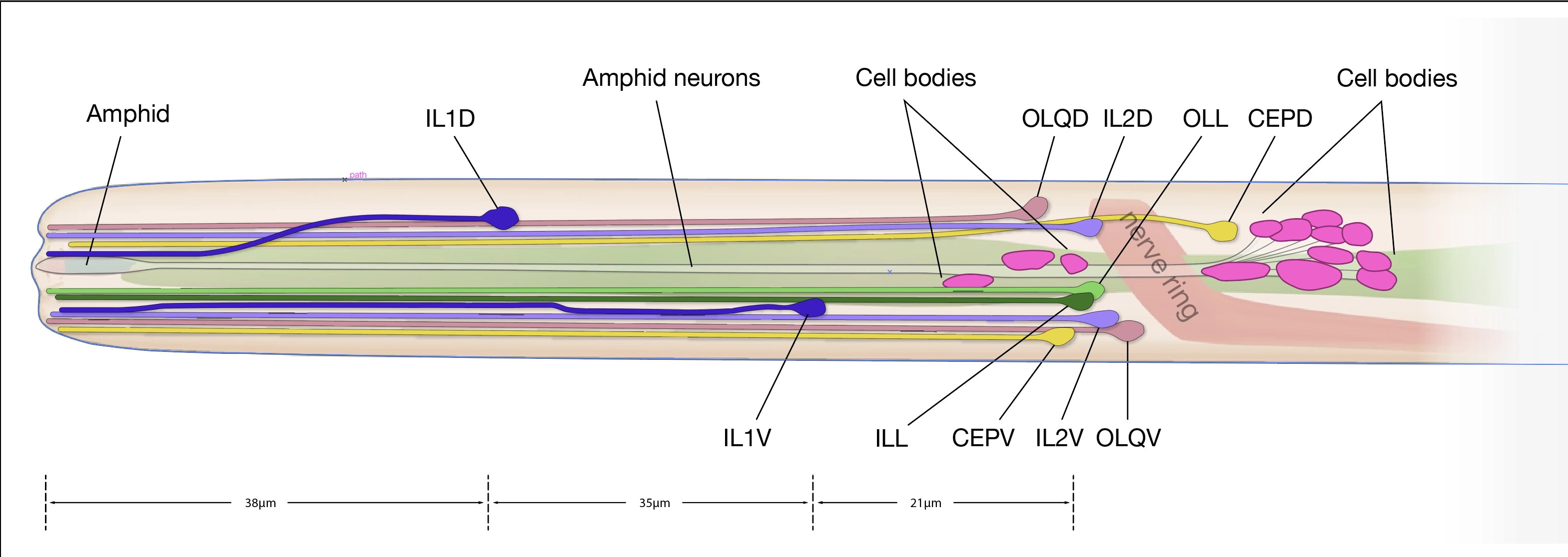 C. elegans anatomical illustration showing detailed neuronal and cellular structures
